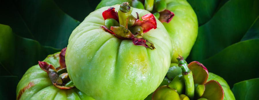 Garcinia Cambogia supplement 101