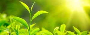Green tea extract supplement 101