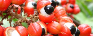 Guarana supplement 101