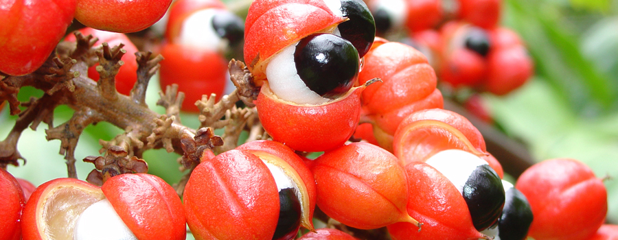 Guarana supplement 101